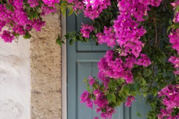 Plantas imprescindibles en un jardín mediterráneo