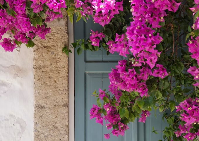 Buganvilla en una jardín mediterráneo (Erolbest Unsplash)