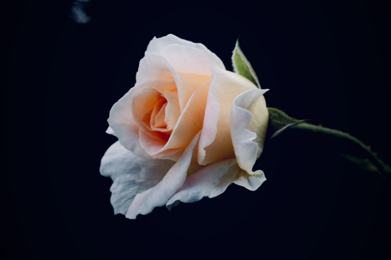Flor preservada rosa (Andrew Johnson Unsplash)
