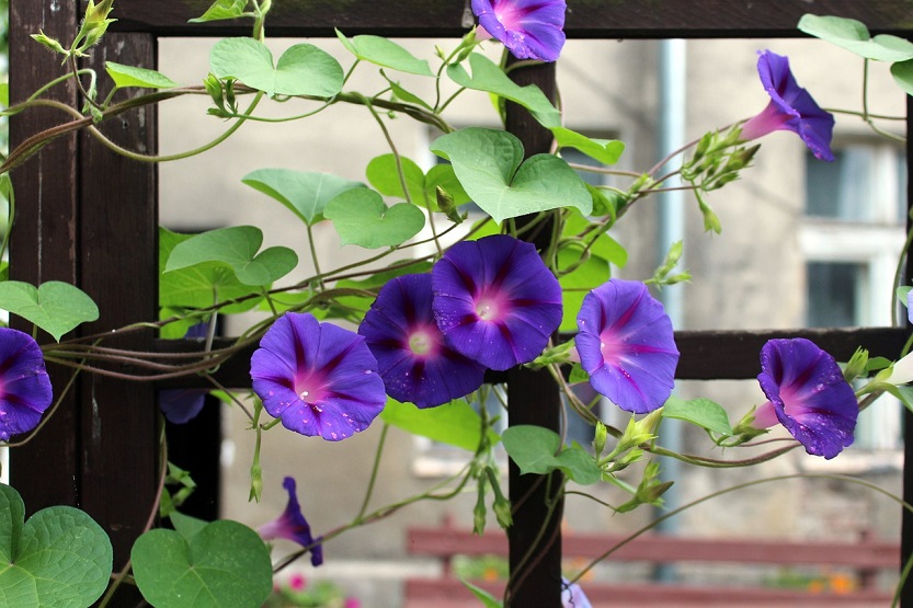 En este momento estás viendo Enredaderas con flores